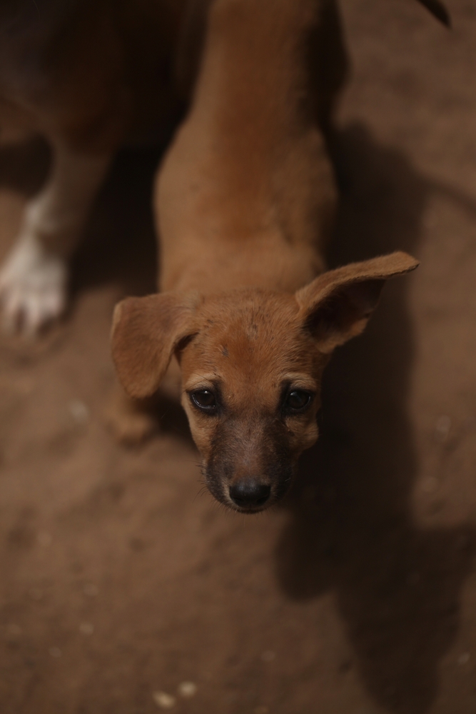Africanis Dogs in Art