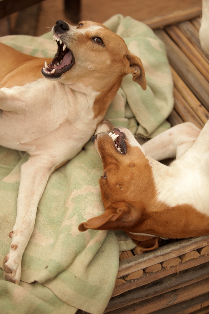 Africanis Dogs in Folklore