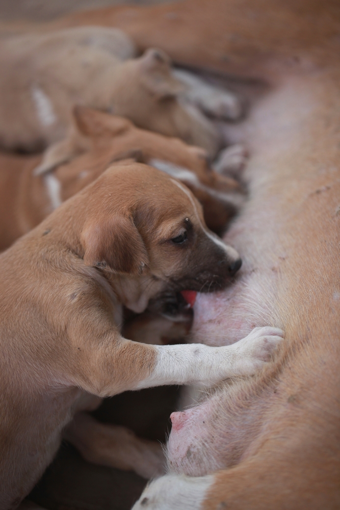 Africanis Dogs in Literature