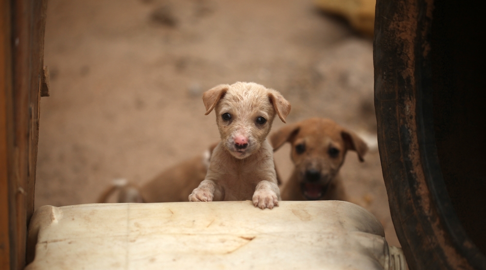 Famous Africanis Dogs in History or Popular Media - October 2023